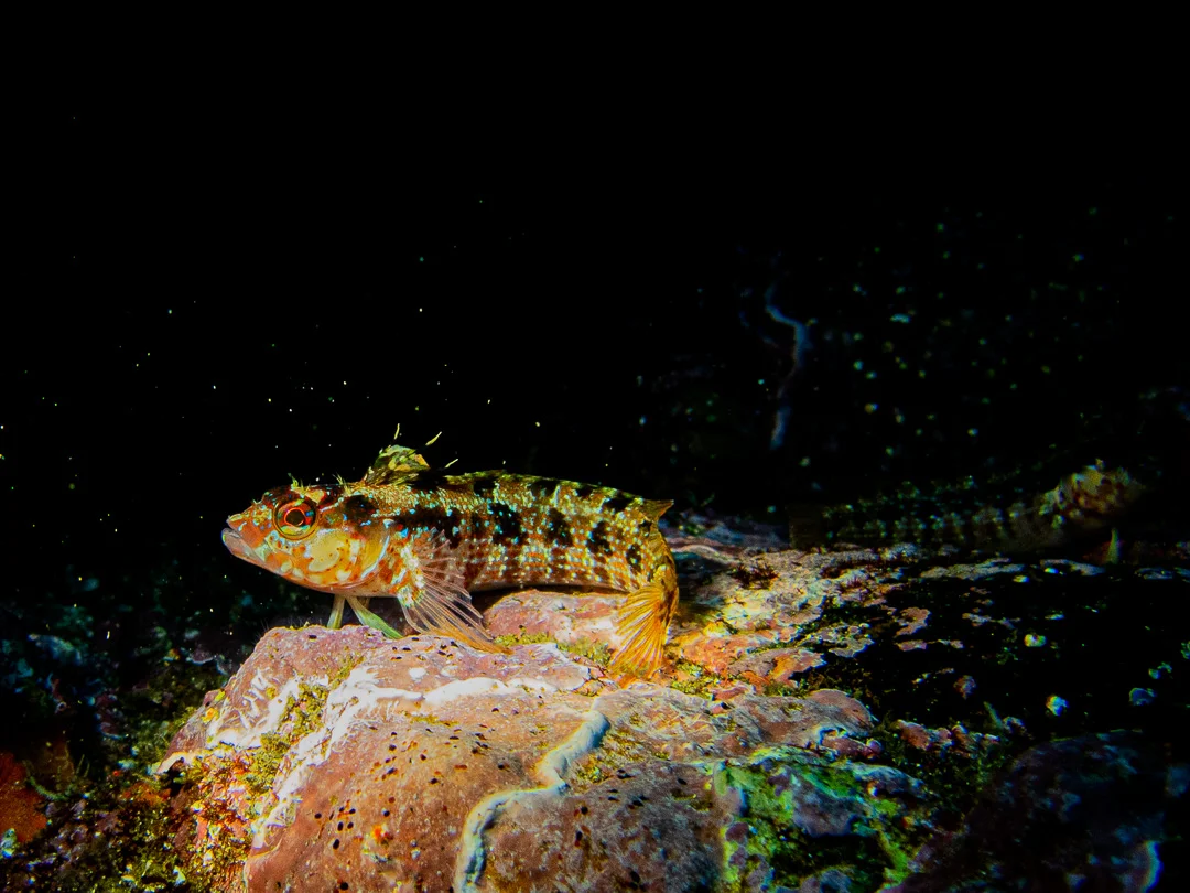 Kelpfish