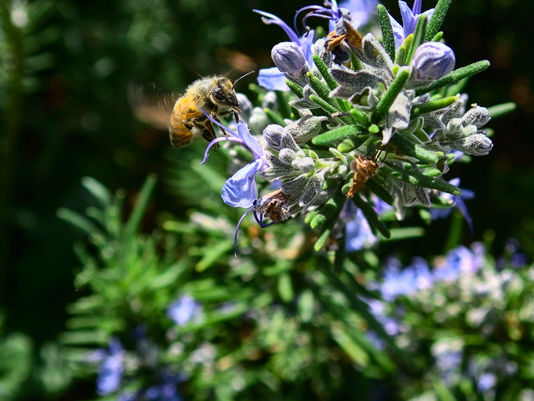 Bee on Flower