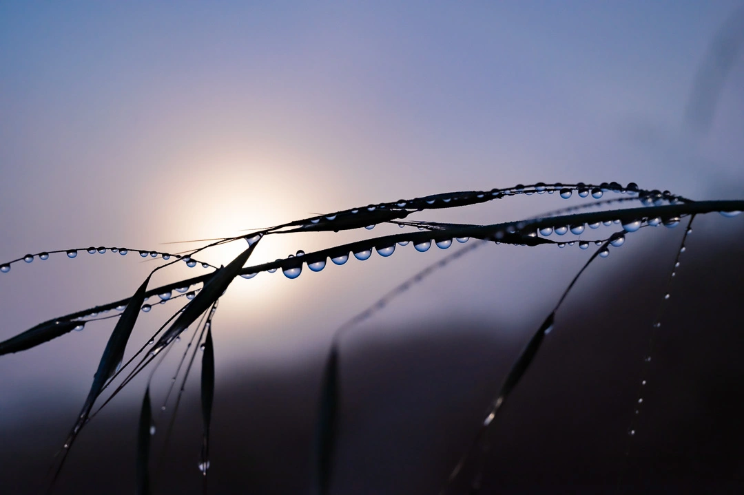 dew on plant