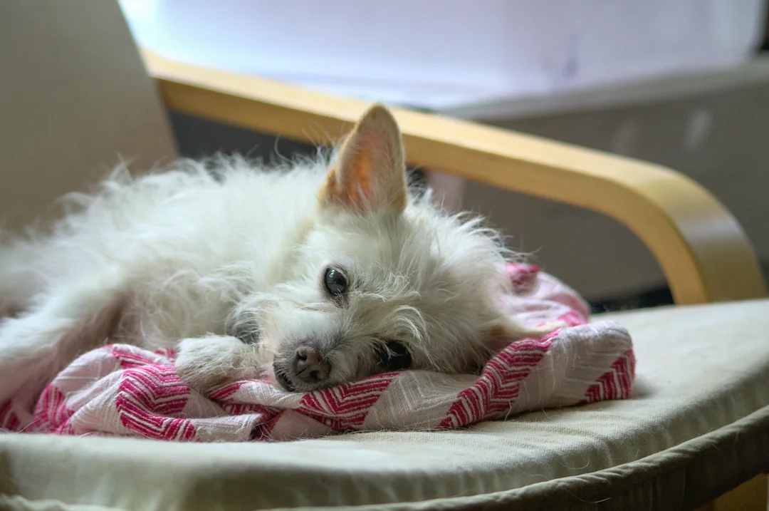 Dozing Dog