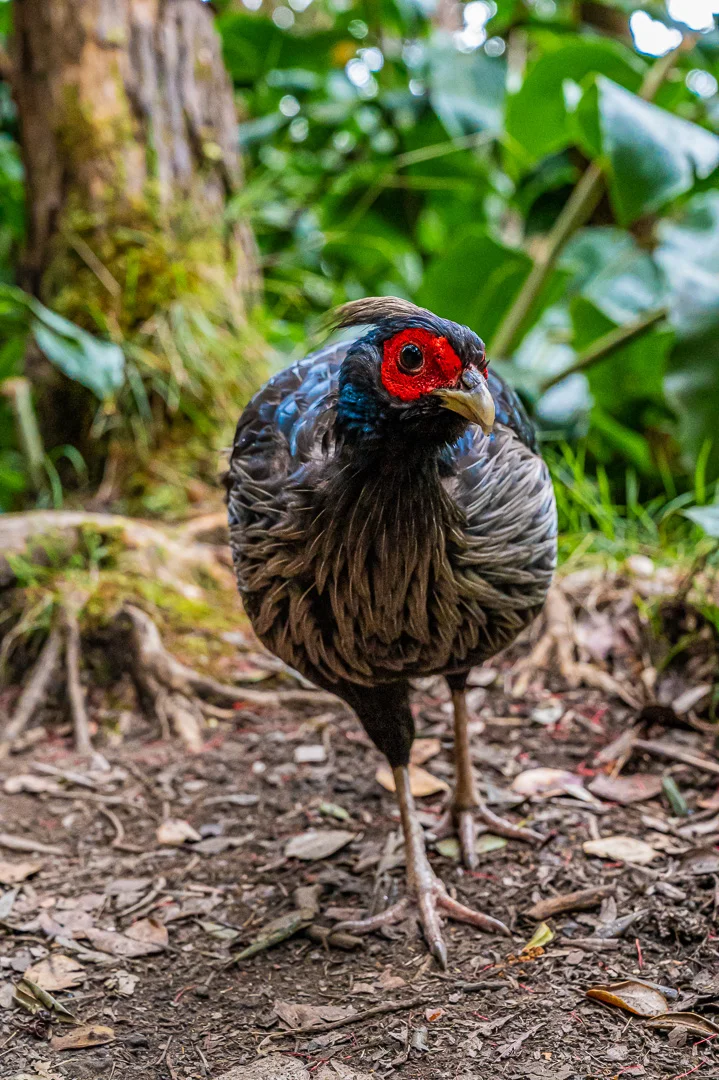 Khalij Pheasant
