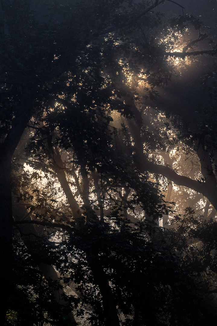 Misty Forest