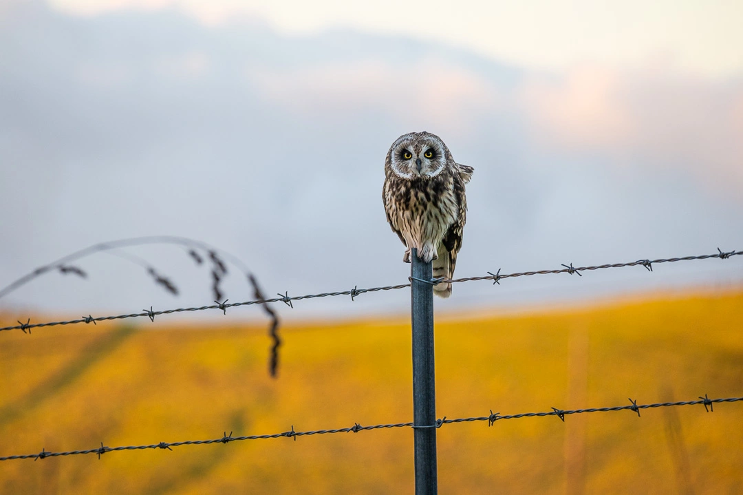 Owl on Fence