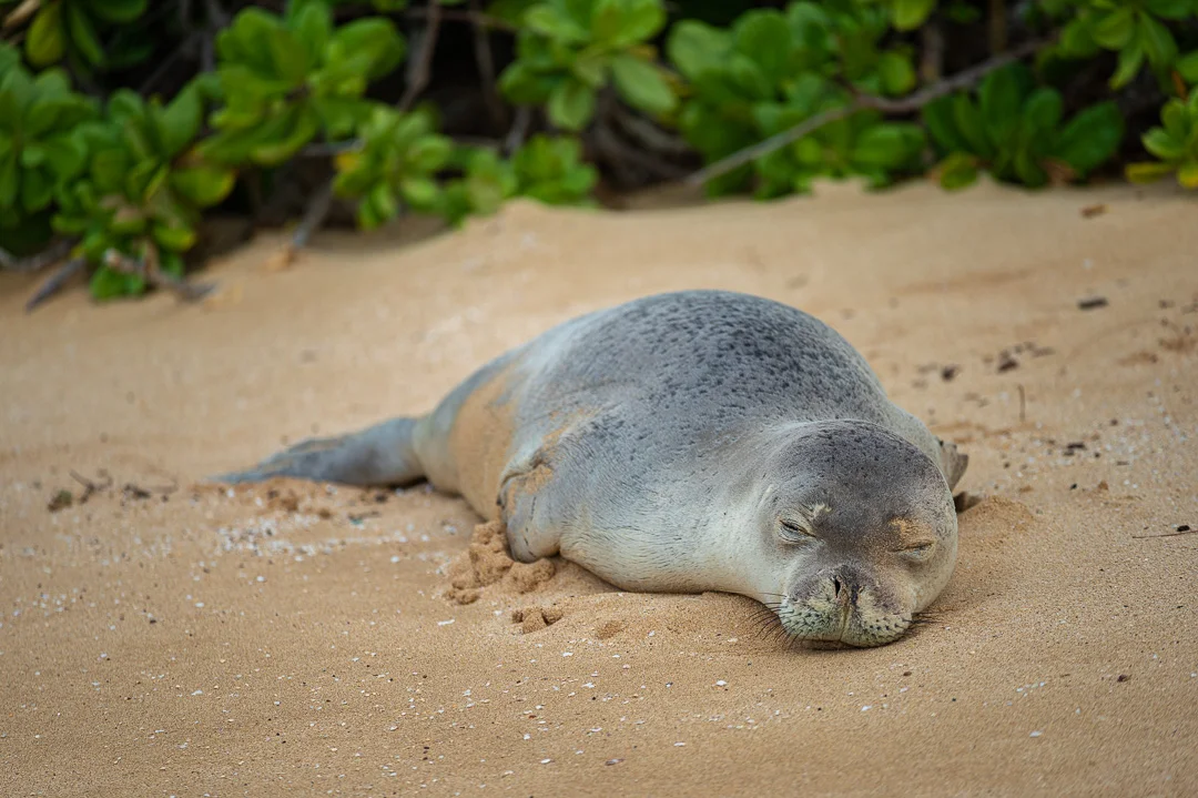 Hawaiian Monk Seal