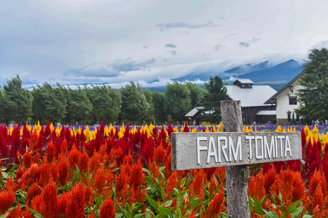Flower Field