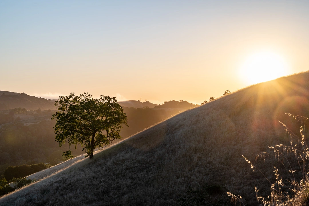 Tree at Sunset