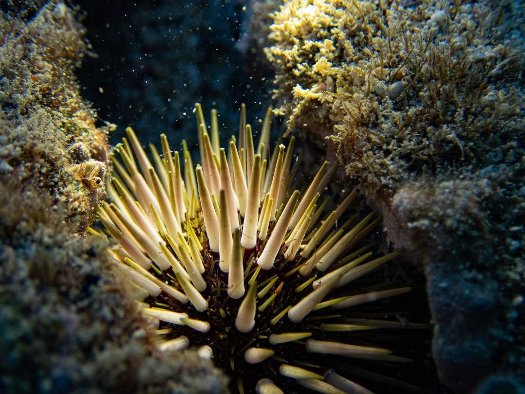 Sea Urchin